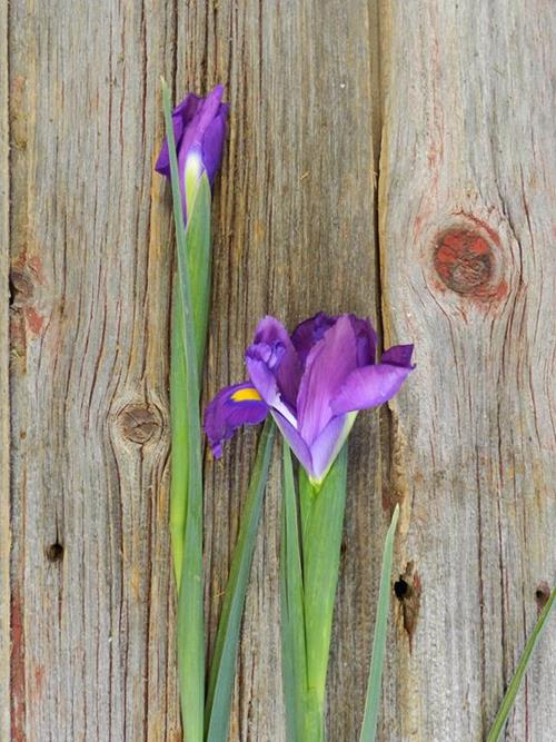 PURPLE IRIS